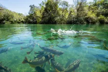 aquatic biodiversity