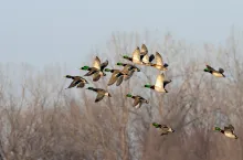 iowa duck