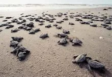 turtle hurdle